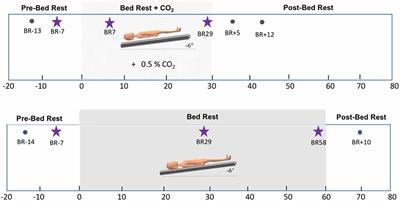 Visuomotor Adaptation Brain Changes During a <mark class="highlighted">Spaceflight Analog</mark> With Elevated Carbon Dioxide (CO2): A Pilot Study